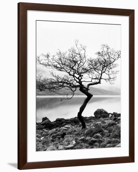 Solitary Tree on the Shore of Loch Etive, Highlands, Scotland, UK-Nadia Isakova-Framed Photographic Print