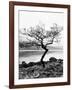 Solitary Tree on the Shore of Loch Etive, Highlands, Scotland, UK-Nadia Isakova-Framed Photographic Print