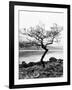 Solitary Tree on the Shore of Loch Etive, Highlands, Scotland, UK-Nadia Isakova-Framed Photographic Print