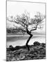 Solitary Tree on the Shore of Loch Etive, Highlands, Scotland, UK-Nadia Isakova-Mounted Photographic Print