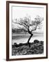 Solitary Tree on the Shore of Loch Etive, Highlands, Scotland, UK-Nadia Isakova-Framed Photographic Print