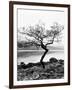 Solitary Tree on the Shore of Loch Etive, Highlands, Scotland, UK-Nadia Isakova-Framed Photographic Print