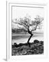 Solitary Tree on the Shore of Loch Etive, Highlands, Scotland, UK-Nadia Isakova-Framed Photographic Print