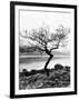 Solitary Tree on the Shore of Loch Etive, Highlands, Scotland, UK-Nadia Isakova-Framed Photographic Print