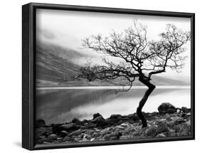 Solitary Tree on the Shore of Loch Etive, Highlands, Scotland, UK-Nadia Isakova-Framed Photographic Print