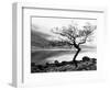 Solitary Tree on the Shore of Loch Etive, Highlands, Scotland, UK-Nadia Isakova-Framed Photographic Print