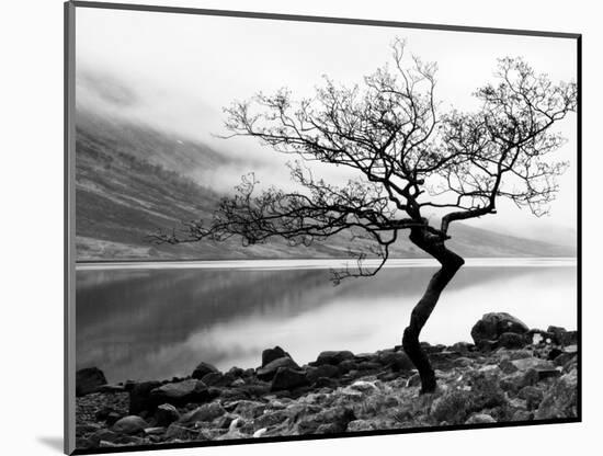 Solitary Tree on the Shore of Loch Etive, Highlands, Scotland, UK-Nadia Isakova-Mounted Photographic Print