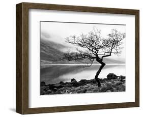 Solitary Tree on the Shore of Loch Etive, Highlands, Scotland, UK-Nadia Isakova-Framed Premium Photographic Print