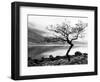 Solitary Tree on the Shore of Loch Etive, Highlands, Scotland, UK-Nadia Isakova-Framed Premium Photographic Print