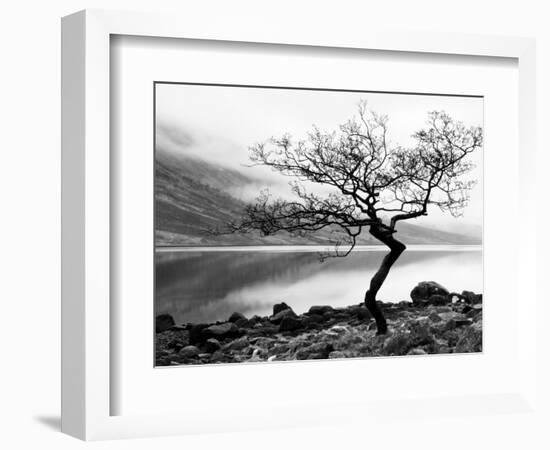 Solitary Tree on the Shore of Loch Etive, Highlands, Scotland, UK-Nadia Isakova-Framed Premium Photographic Print