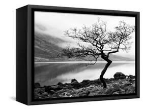 Solitary Tree on the Shore of Loch Etive, Highlands, Scotland, UK-Nadia Isakova-Framed Stretched Canvas