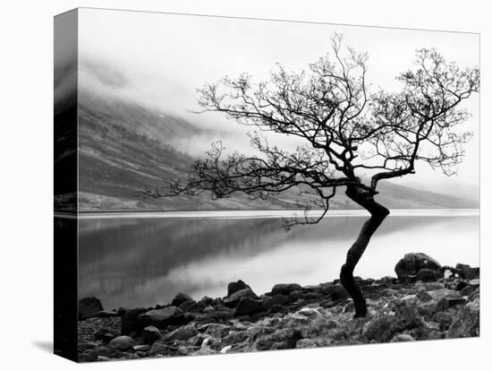 Solitary Tree on the Shore of Loch Etive, Highlands, Scotland, UK-Nadia Isakova-Stretched Canvas