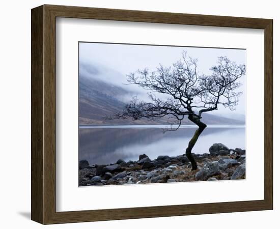 Solitary Tree on the Shore of Loch Etive, Highlands, Scotland, UK-Nadia Isakova-Framed Photographic Print