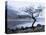 Solitary Tree on the Shore of Loch Etive, Highlands, Scotland, UK-Nadia Isakova-Stretched Canvas