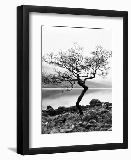 Solitary Tree on the Shore of Loch Etive, Highlands, Scotland, UK-Nadia Isakova-Framed Premium Photographic Print