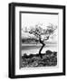 Solitary Tree on the Shore of Loch Etive, Highlands, Scotland, UK-Nadia Isakova-Framed Premium Photographic Print