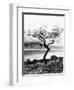 Solitary Tree on the Shore of Loch Etive, Highlands, Scotland, UK-Nadia Isakova-Framed Premium Photographic Print