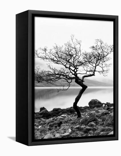 Solitary Tree on the Shore of Loch Etive, Highlands, Scotland, UK-Nadia Isakova-Framed Stretched Canvas