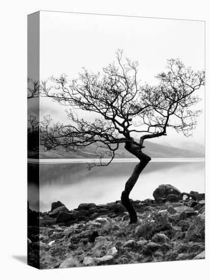 Solitary Tree on the Shore of Loch Etive, Highlands, Scotland, UK-Nadia Isakova-Stretched Canvas