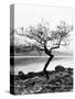 Solitary Tree on the Shore of Loch Etive, Highlands, Scotland, UK-Nadia Isakova-Stretched Canvas