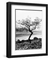 Solitary Tree on the Shore of Loch Etive, Highlands, Scotland, UK-Nadia Isakova-Framed Photographic Print