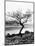 Solitary Tree on the Shore of Loch Etive, Highlands, Scotland, UK-Nadia Isakova-Mounted Photographic Print