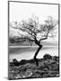 Solitary Tree on the Shore of Loch Etive, Highlands, Scotland, UK-Nadia Isakova-Mounted Photographic Print