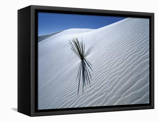 Solitary Yucca Grows on Gypsum Sand Dune, White Sands National Monument, New Mexico, USA-Jim Zuckerman-Framed Stretched Canvas