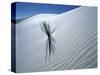 Solitary Yucca Grows on Gypsum Sand Dune, White Sands National Monument, New Mexico, USA-Jim Zuckerman-Stretched Canvas
