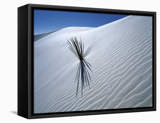 Solitary Yucca Grows on Gypsum Sand Dune, White Sands National Monument, New Mexico, USA-Jim Zuckerman-Framed Stretched Canvas