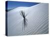 Solitary Yucca Grows on Gypsum Sand Dune, White Sands National Monument, New Mexico, USA-Jim Zuckerman-Stretched Canvas