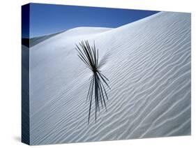 Solitary Yucca Grows on Gypsum Sand Dune, White Sands National Monument, New Mexico, USA-Jim Zuckerman-Stretched Canvas