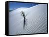 Solitary Yucca Grows on Gypsum Sand Dune, White Sands National Monument, New Mexico, USA-Jim Zuckerman-Framed Stretched Canvas