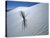 Solitary Yucca Grows on Gypsum Sand Dune, White Sands National Monument, New Mexico, USA-Jim Zuckerman-Stretched Canvas