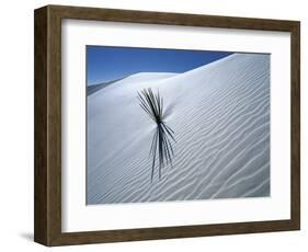 Solitary Yucca Grows on Gypsum Sand Dune, White Sands National Monument, New Mexico, USA-Jim Zuckerman-Framed Photographic Print