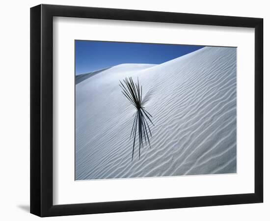 Solitary Yucca Grows on Gypsum Sand Dune, White Sands National Monument, New Mexico, USA-Jim Zuckerman-Framed Photographic Print