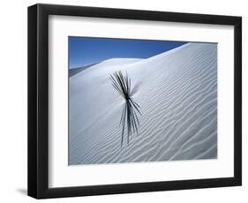 Solitary Yucca Grows on Gypsum Sand Dune, White Sands National Monument, New Mexico, USA-Jim Zuckerman-Framed Photographic Print