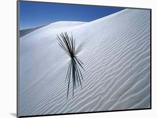 Solitary Yucca Grows on Gypsum Sand Dune, White Sands National Monument, New Mexico, USA-Jim Zuckerman-Mounted Photographic Print