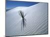 Solitary Yucca Grows on Gypsum Sand Dune, White Sands National Monument, New Mexico, USA-Jim Zuckerman-Mounted Photographic Print