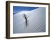 Solitary Yucca Grows on Gypsum Sand Dune, White Sands National Monument, New Mexico, USA-Jim Zuckerman-Framed Photographic Print