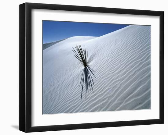 Solitary Yucca Grows on Gypsum Sand Dune, White Sands National Monument, New Mexico, USA-Jim Zuckerman-Framed Photographic Print