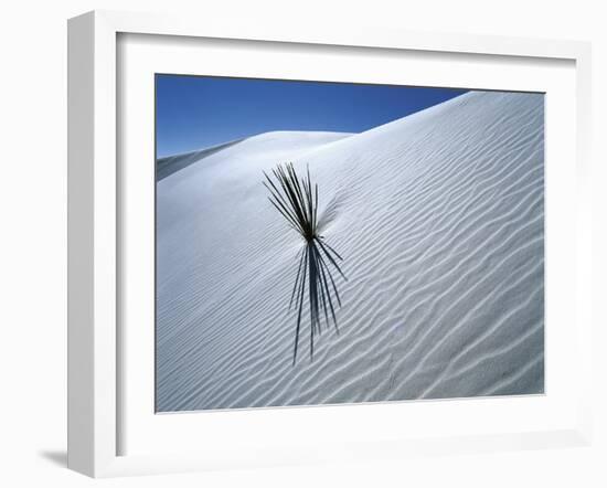 Solitary Yucca Grows on Gypsum Sand Dune, White Sands National Monument, New Mexico, USA-Jim Zuckerman-Framed Photographic Print