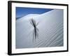 Solitary Yucca Grows on Gypsum Sand Dune, White Sands National Monument, New Mexico, USA-Jim Zuckerman-Framed Photographic Print