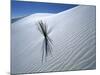 Solitary Yucca Grows on Gypsum Sand Dune, White Sands National Monument, New Mexico, USA-Jim Zuckerman-Mounted Photographic Print