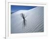 Solitary Yucca Grows on Gypsum Sand Dune, White Sands National Monument, New Mexico, USA-Jim Zuckerman-Framed Photographic Print