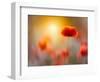 Solitary-Marco Carmassi-Framed Photographic Print