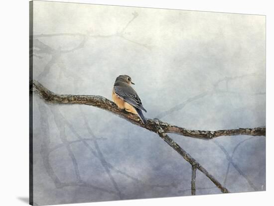 Solitude Bluebird-Jai Johnson-Stretched Canvas