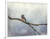 Solitude Bluebird-Jai Johnson-Framed Giclee Print
