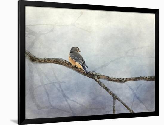 Solitude Bluebird-Jai Johnson-Framed Giclee Print