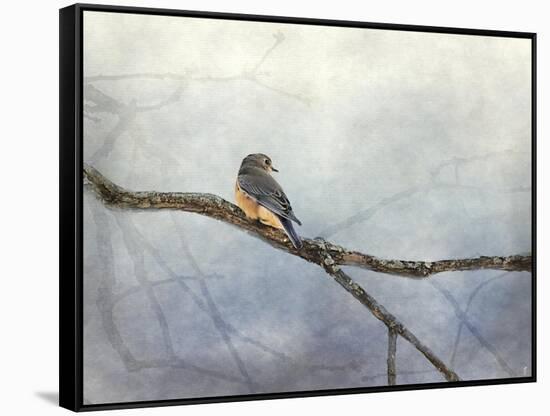 Solitude Bluebird-Jai Johnson-Framed Stretched Canvas